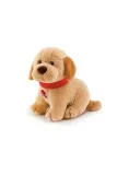 sweet-collection-labrador