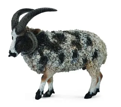 owca-wieloroga-l