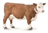 krowa-rasy-hereford
