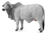 krowa-brahman-l