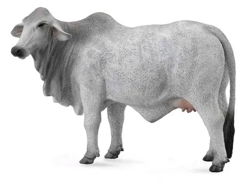 krowa-brahman-l
