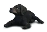 pies-labrador-szczeniak-s