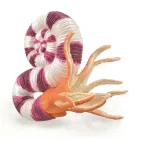 pravitoceras