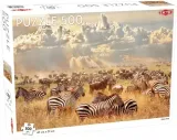puzzle-zebra-herd-500-elementow