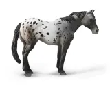 niebieski-deresz-appaloosa