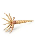 orthoceras