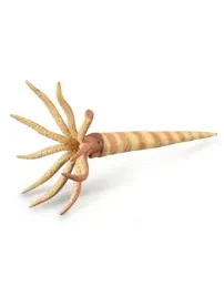 orthoceras