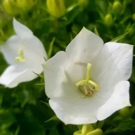dzwonek-karpacki-avida-white-bialy-sadzonka