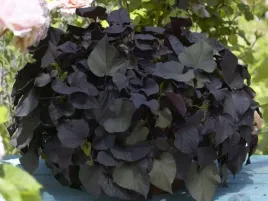 wilec-ipomea-ozdobne-liscie-na-balkon-taras-black-tone-sadzonka-p9