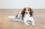 trixie-mata-chlodzaca-l-65-50-cm