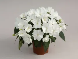 niecierpek-harmony-snow-biale-kwiaty-na-balkon-sadzonka-p9