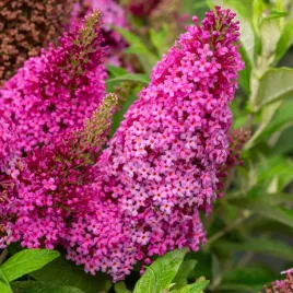 budleja-dawida-miniaturowa-karlowa-butterfly-candy-little-cerise-sadzonki