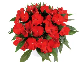 niecierpek-harmony-bold-red-czerwone-kwiaty-na-balkon-sadzonka-p9