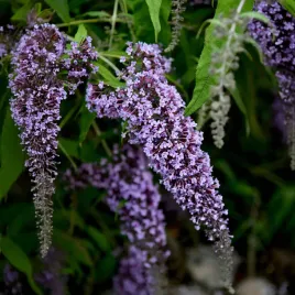 budleja-dawida-wisteria-lane-sadzonki-motyli-krzew-kwiaty-jak-u-glicynii