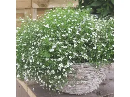 gipsowka-biala-gypsy-white-biale-kwiaty-na-balkon-sadzonka-p9
