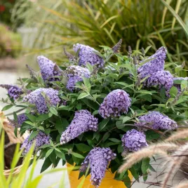 budleja-dawida-miniaturowa-butterfly-candy-little-sweetheart-sadzonki