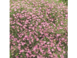 gipsowka-gypsy-deep-rose-drobne-rozowe-kwiaty-na-balkon-sadzonka-p9