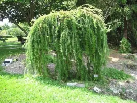 modrzew-europejski-pendula-pa-140-160cm-c3