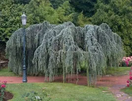cedr-libanski-glauca-pendula-140-160cm-4l