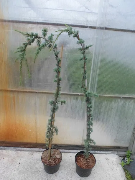 cedr-libanski-glauca-pendula-140-160cm-4l-rodzaj-rosliny-jodly