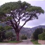 sosna-pinia-pinus-pinea-p9-rodzaj-rosliny-jodly