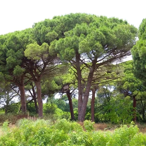sosna-pinia-pinus-pinea-p9-rodzaj-rosliny-jodly