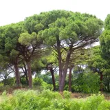 sosna-pinia-pinus-pinea-p9-rodzaj-rosliny-jodly