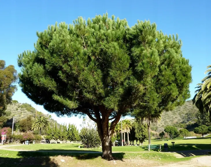 sosna-pinia-pinus-pinea-p9-rodzaj-rosliny-jodly