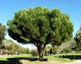 sosna-pinia-pinus-pinea-p9-rodzaj-rosliny-jodly