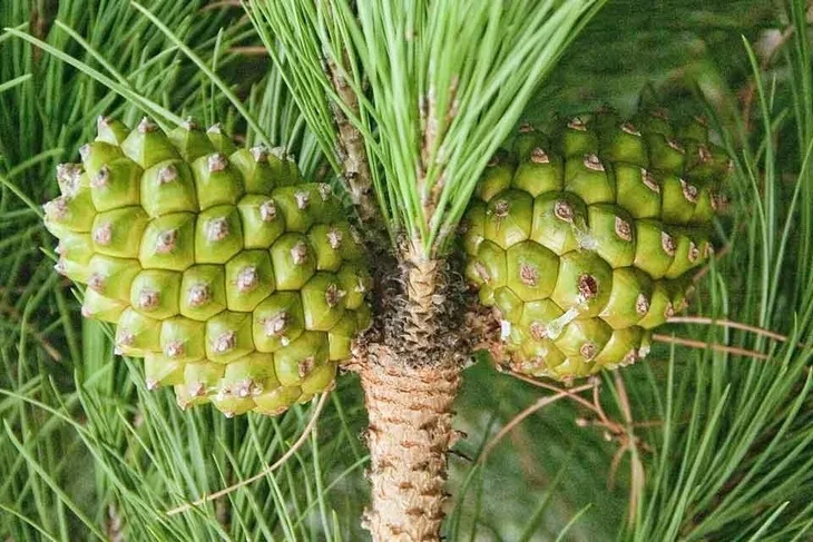 sosna-pinia-pinus-pinea-p9-rodzaj-rosliny-jodly