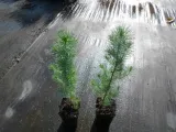sosna-pinia-pinus-pinea-p9-rodzaj-rosliny-jodly