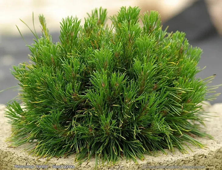 sosna-gorska-varella-c2-rodzaj-rosliny-jodly