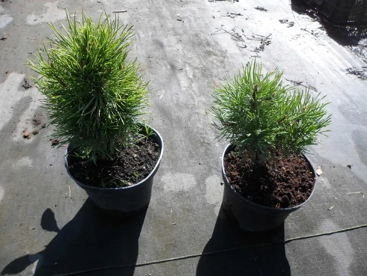 sosna-gorska-varella-c2-rodzaj-rosliny-jodly