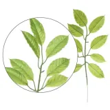 galazka-liscie-gardenia