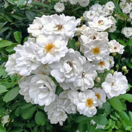 roza-okrywowa-white-fairy-biala-elegancka-klasyka-serii-fairy