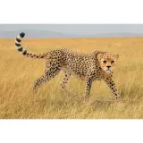 schleich-14746-samica-geparda-stan-nowy