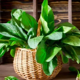 szpinak-orbita-mieszaniec-f1-10g-nasiona-wegana