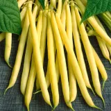 fasola-maxidor-nasiona-40-g