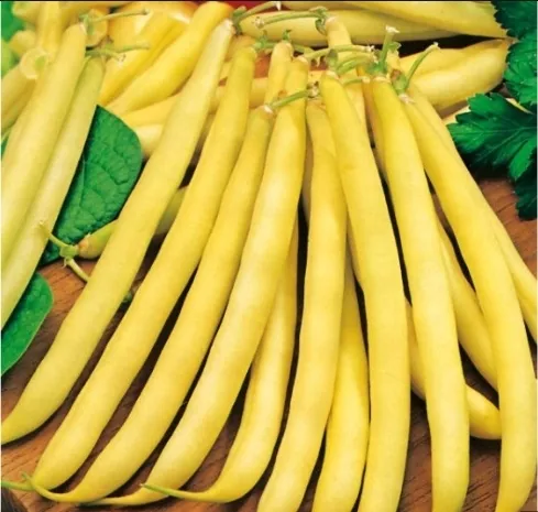 fasola-maxidor-nasiona-40-g