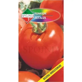 pomidor-betalux-02-grama