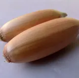 cebula-tosca-nasiona-2-g