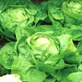 salata-lento-nasiona-1-g