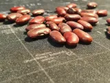 fasola-jas-nasiona-40-g