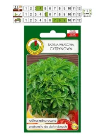 pnos-bazylia-wlasciwa-bazylia-cytrynowa