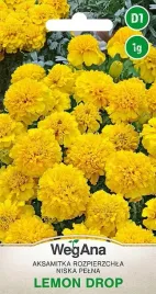 wegana-aksamitka-nasiona-rozpierzchla-niska-pelna-zolta-lemon-drop-1g