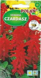 szalwia-czardasz-czerwona-05-g-polan