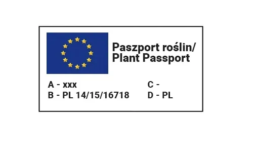 polan-stroiczka-lobelia-white-biala-03g