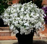 polan-stroiczka-lobelia-white-biala-03g
