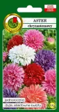 aster-chryzantemowy-mieszany-pnos