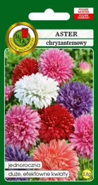 aster-chryzantemowy-mieszany-pnos